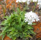 Valeriana jelenevskyi