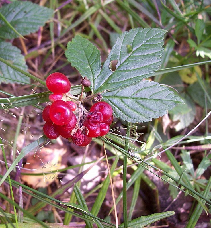 Image of Rubus saxatilis specimen.