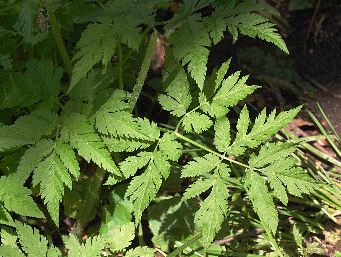 Изображение особи Chaerophyllum hirsutum.