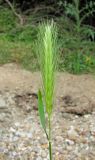 Hordeum leporinum