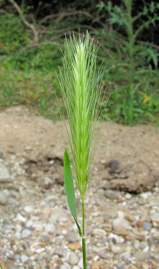 Image of Hordeum leporinum specimen.