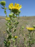 Grindelia squarrosa. Верхушки побегов с распустившимся и нераспустившимися соцветиями. Украина, Луганская обл., г. Кировск, поляна. Июль 2012 г.