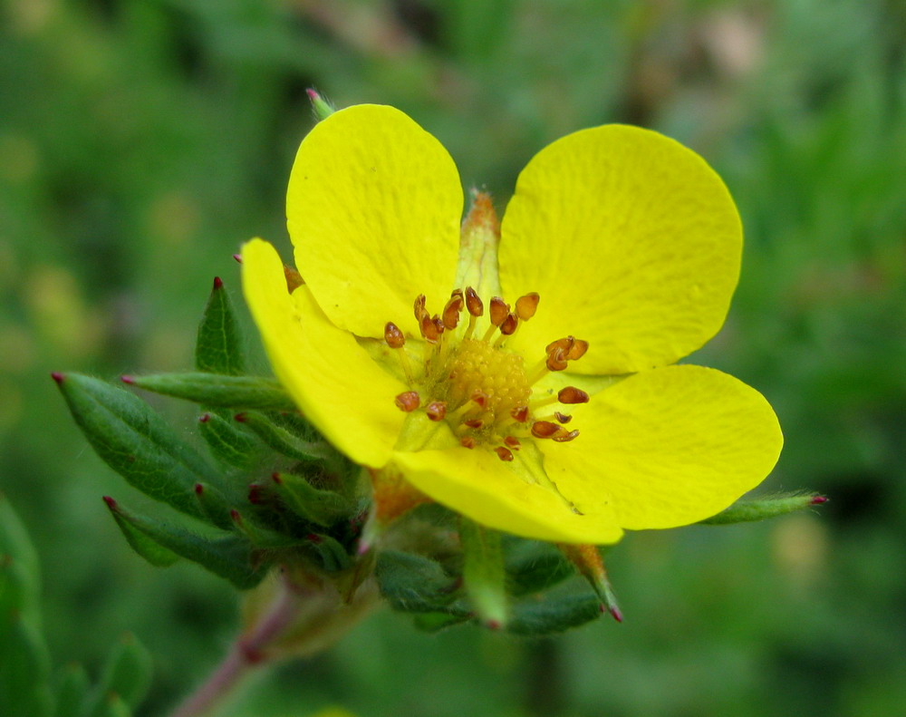 Image of Dasiphora parvifolia specimen.