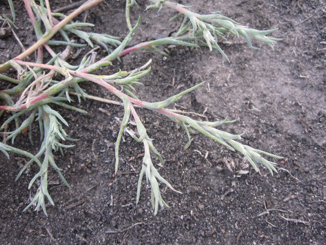 Image of Petrosimonia triandra specimen.