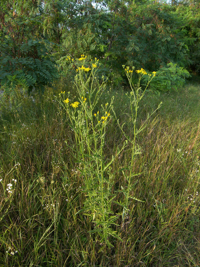 Изображение особи Senecio grandidentatus.