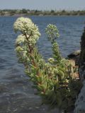 Hylotelephium stepposum. Побеги с соцветиями. Западный Крым, оз. Донузлав. 21 августа 2012 г.