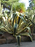 Agave americana var. marginata