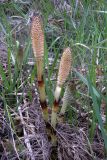 Equisetum telmateia