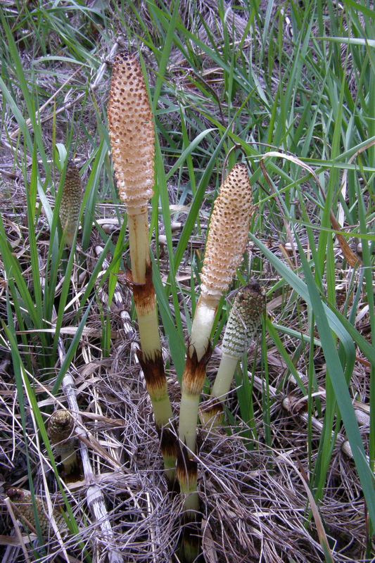 Image of Equisetum telmateia specimen.