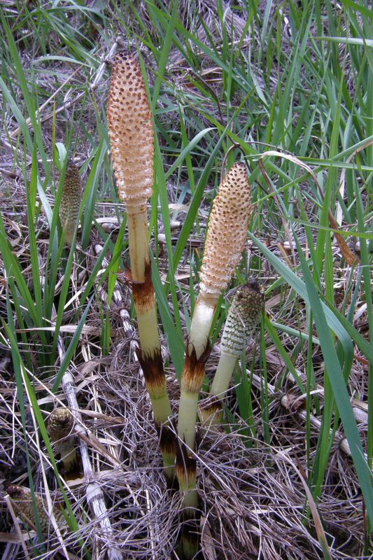 Изображение особи Equisetum telmateia.