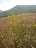 Senecio grandidentatus. Цветущее растение. Крым, Байдарская долина, окр. пос. Кизиловое. 1 сентября 2012 г.