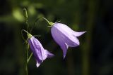 Campanula rotundifolia