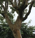 Lagerstroemia indica. Нижние ветви кроны взрослого дерева. Нидерланды, г. Venlo, \"Floriada 2012\". 11.09.2012.