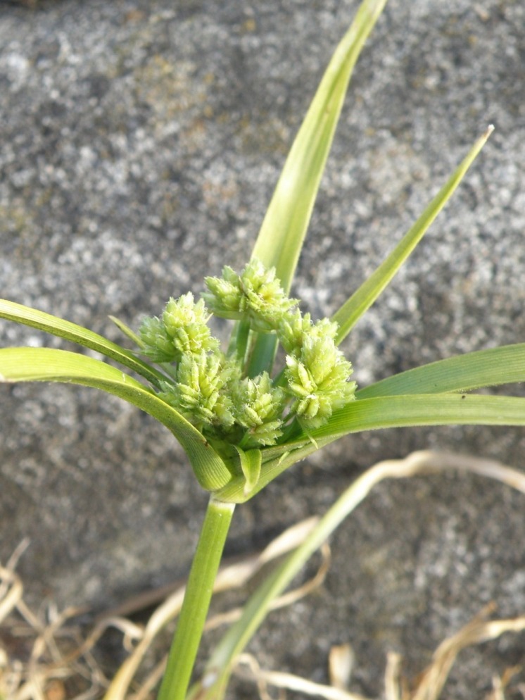 Image of Cyperus eragrostis specimen.