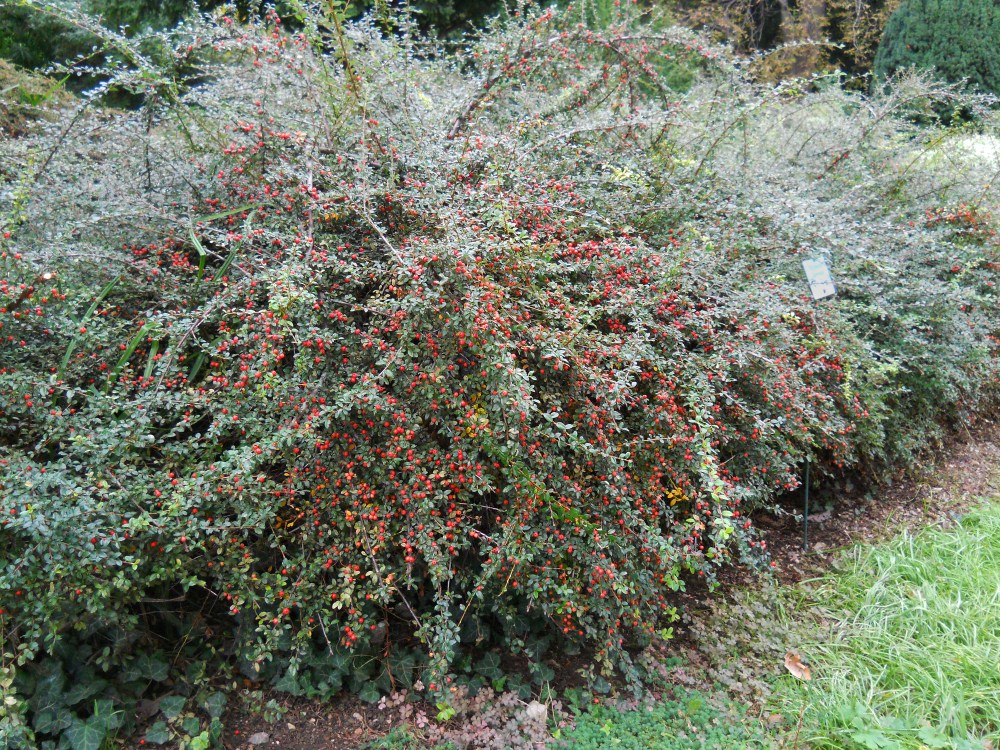 Image of genus Cotoneaster specimen.