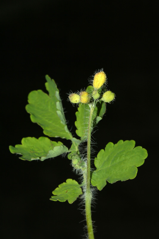 Изображение особи Chelidonium majus.