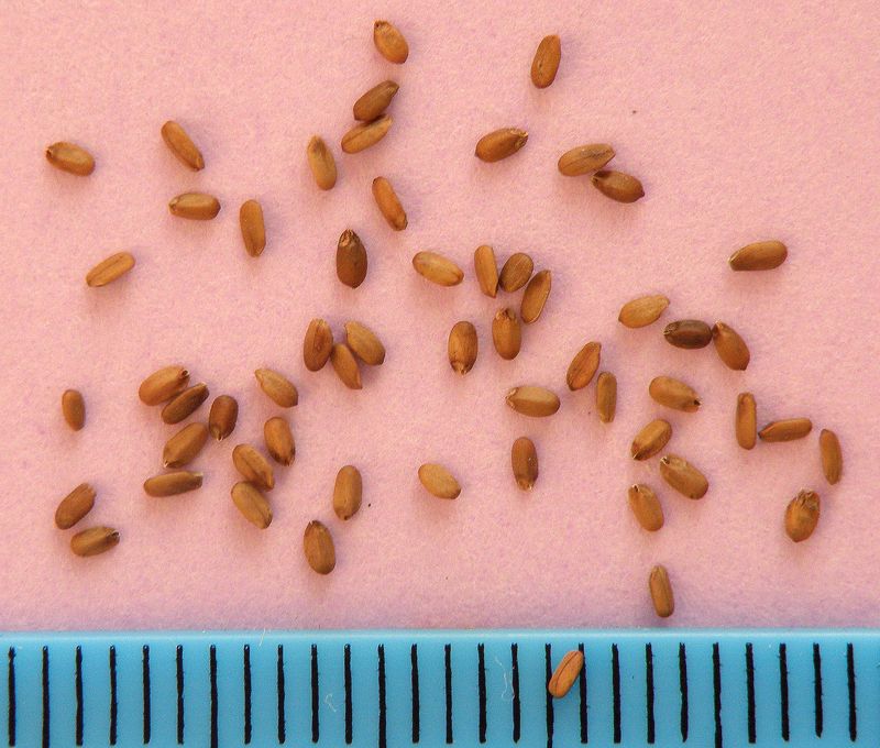 Image of Monarda didyma specimen.
