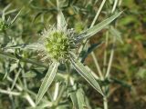 Eryngium campestre. Соцветие. Украина, г. Запорожье. 30.07.2008.