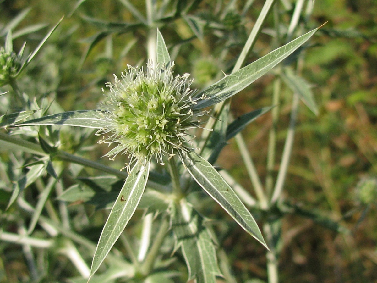 Изображение особи Eryngium campestre.