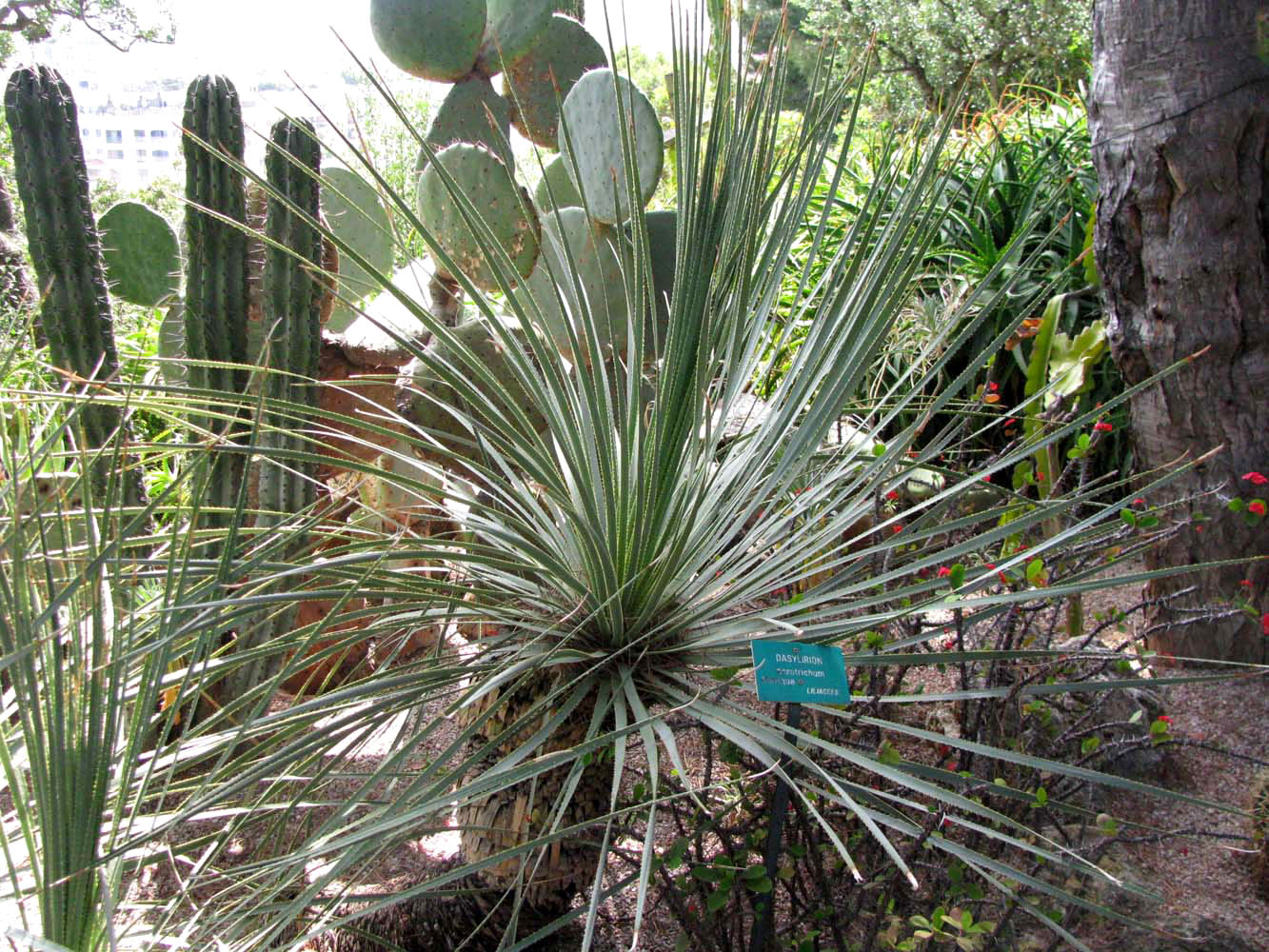 Image of Dasylirion acrotrichum specimen.