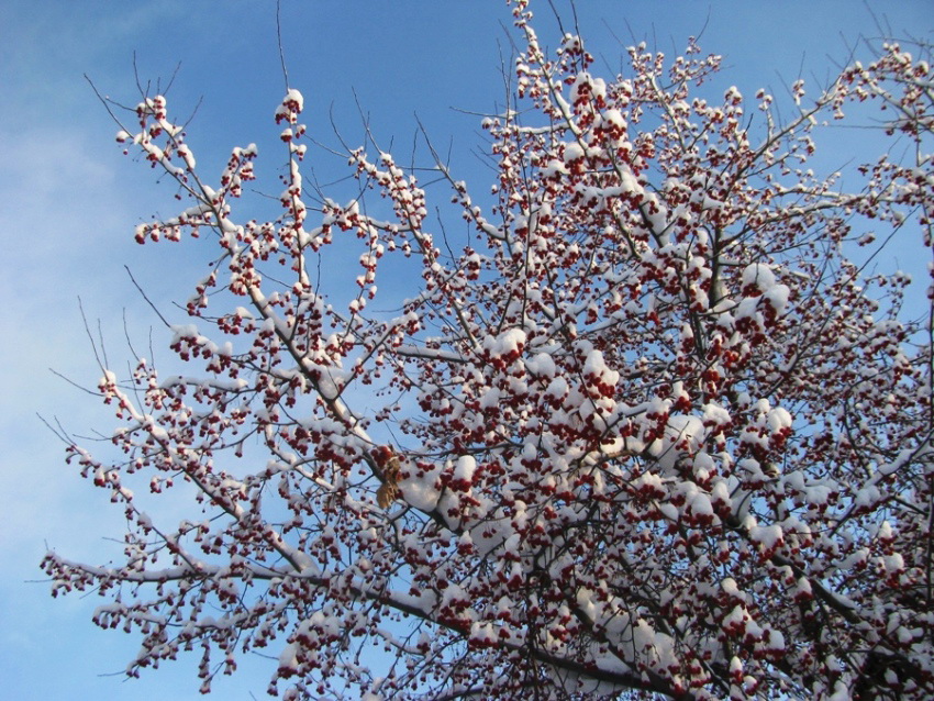 Изображение особи Malus baccata.