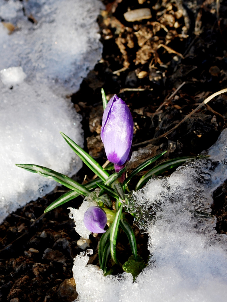 Изображение особи Crocus vernus.