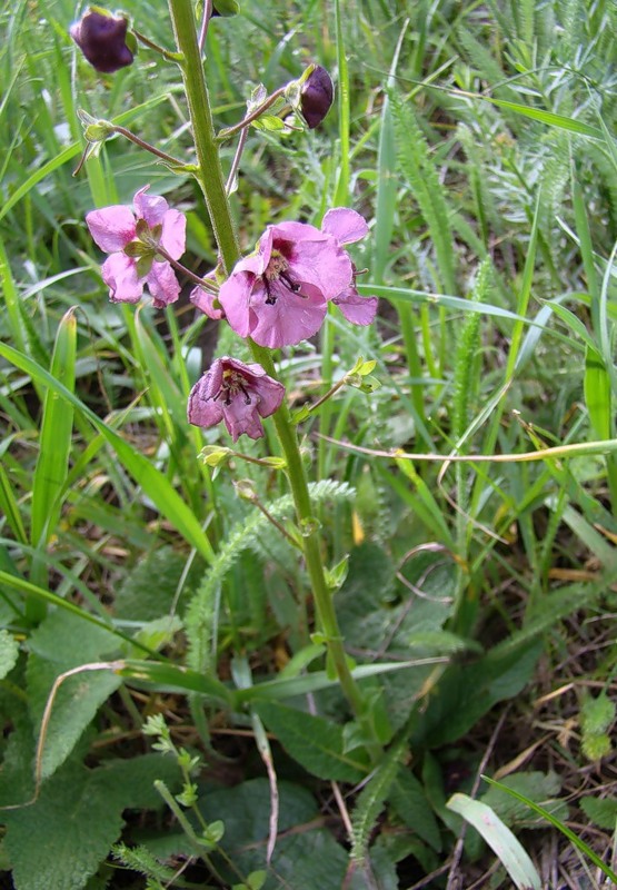 Изображение особи Verbascum phoeniceum.