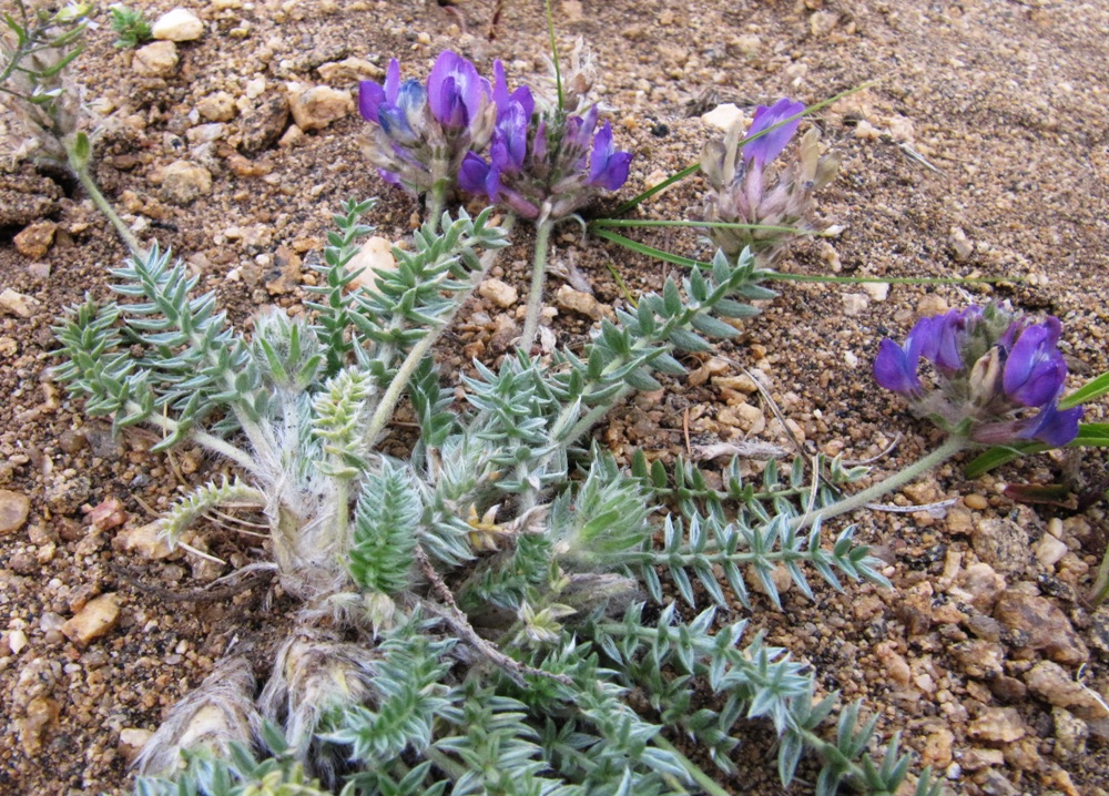 Image of Oxytropis turczaninovii specimen.