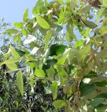 Buddleja madagascariensis