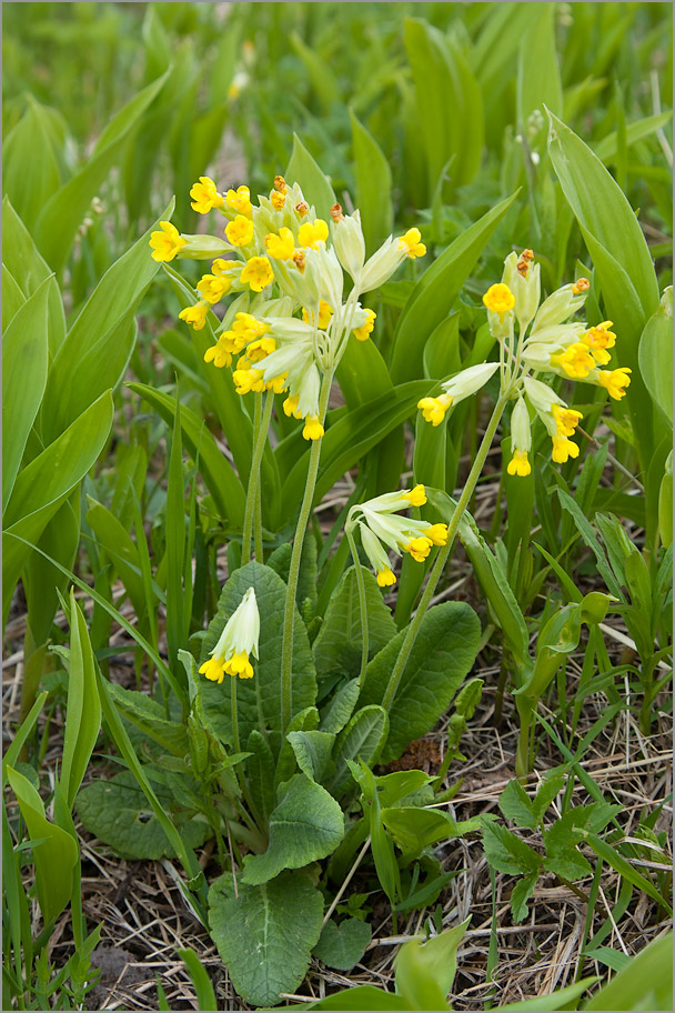 Image of Primula veris specimen.