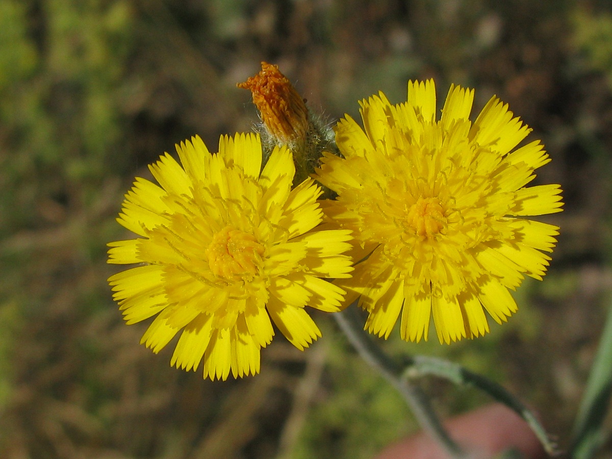 Изображение особи Pilosella echioides.