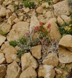 Rumex cyprius