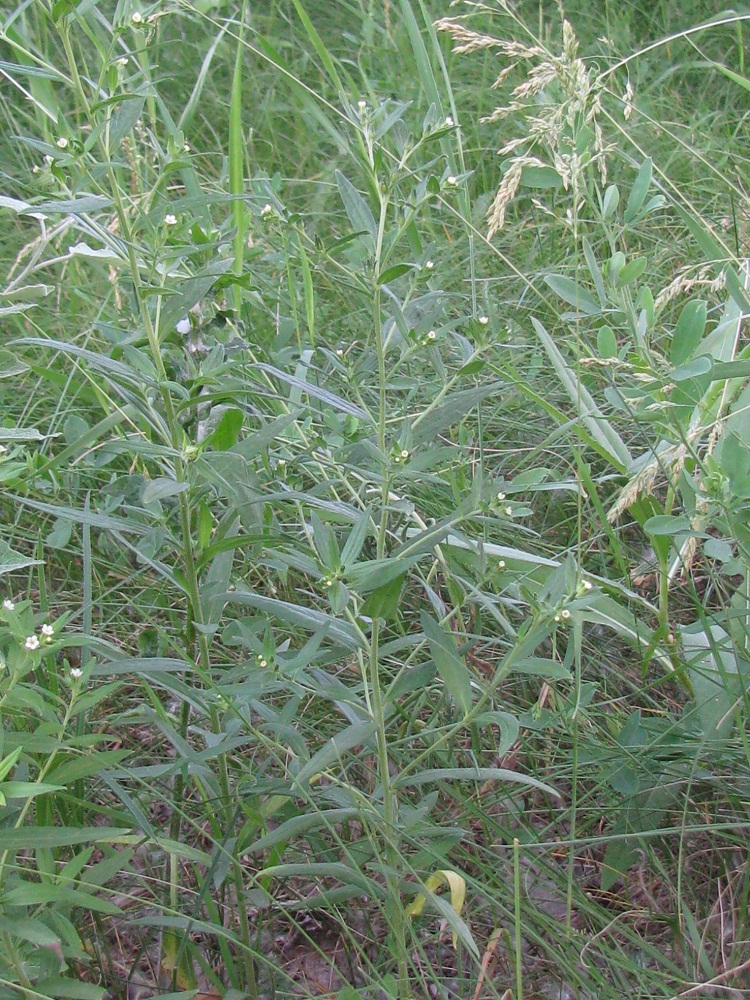 Изображение особи Lithospermum officinale.
