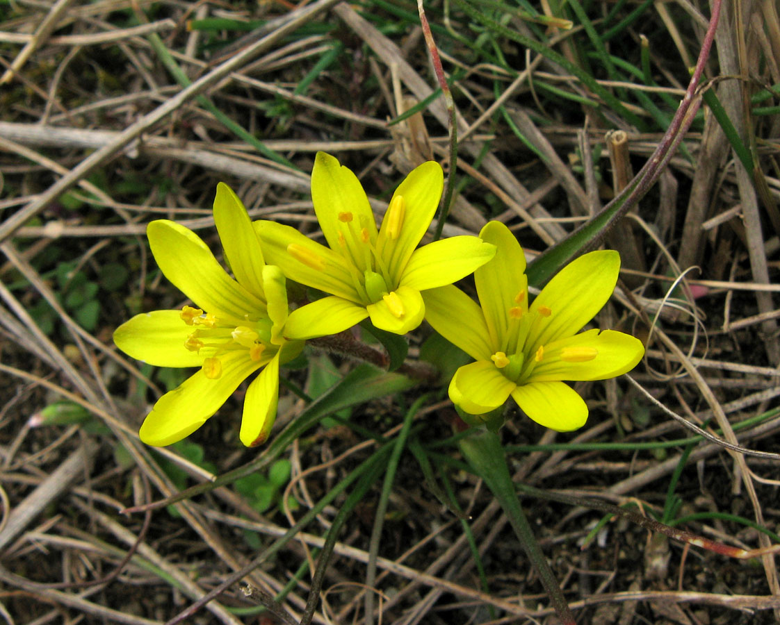 Image of Gagea bohemica specimen.