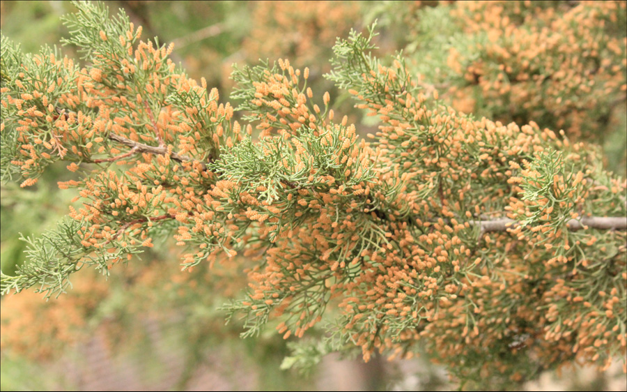 Изображение особи Cupressus sempervirens.