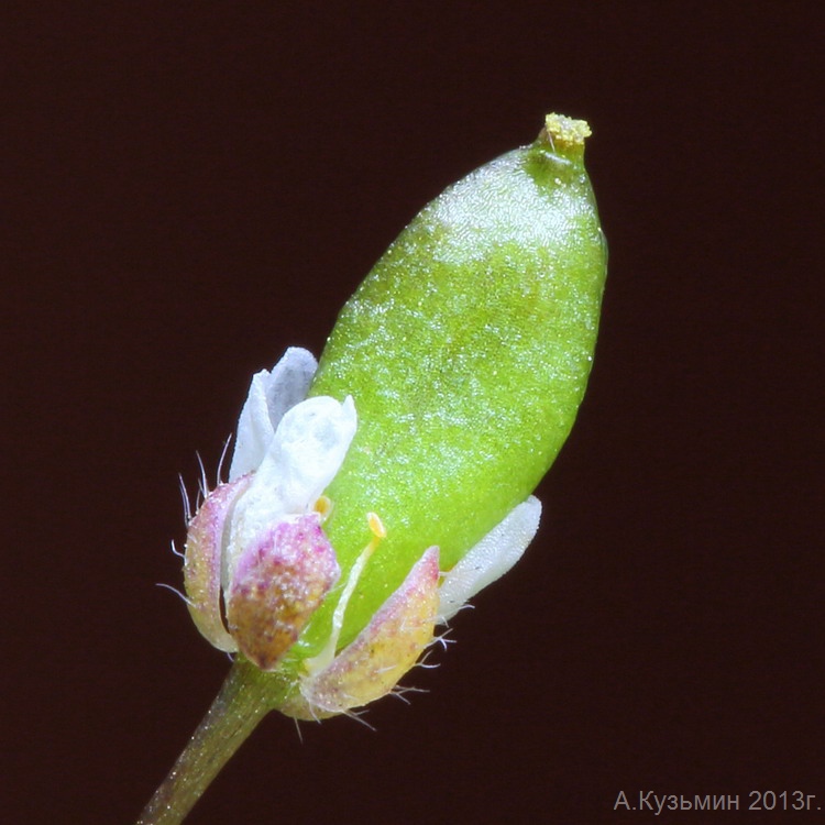 Image of Erophila verna specimen.