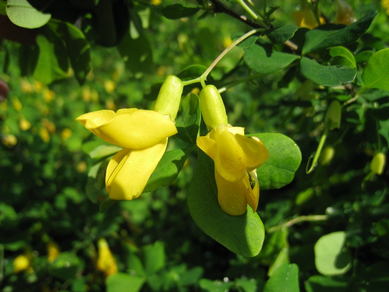 Image of Caragana frutex specimen.