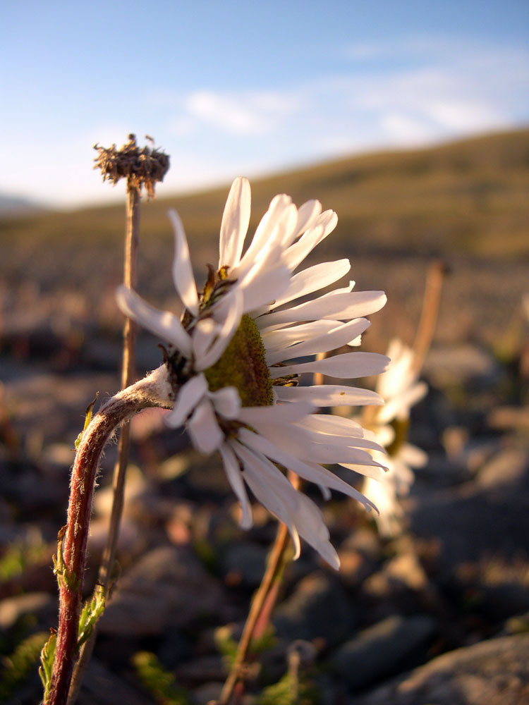 Изображение особи Pyrethrum karelinii.