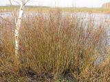 Salix vinogradovii