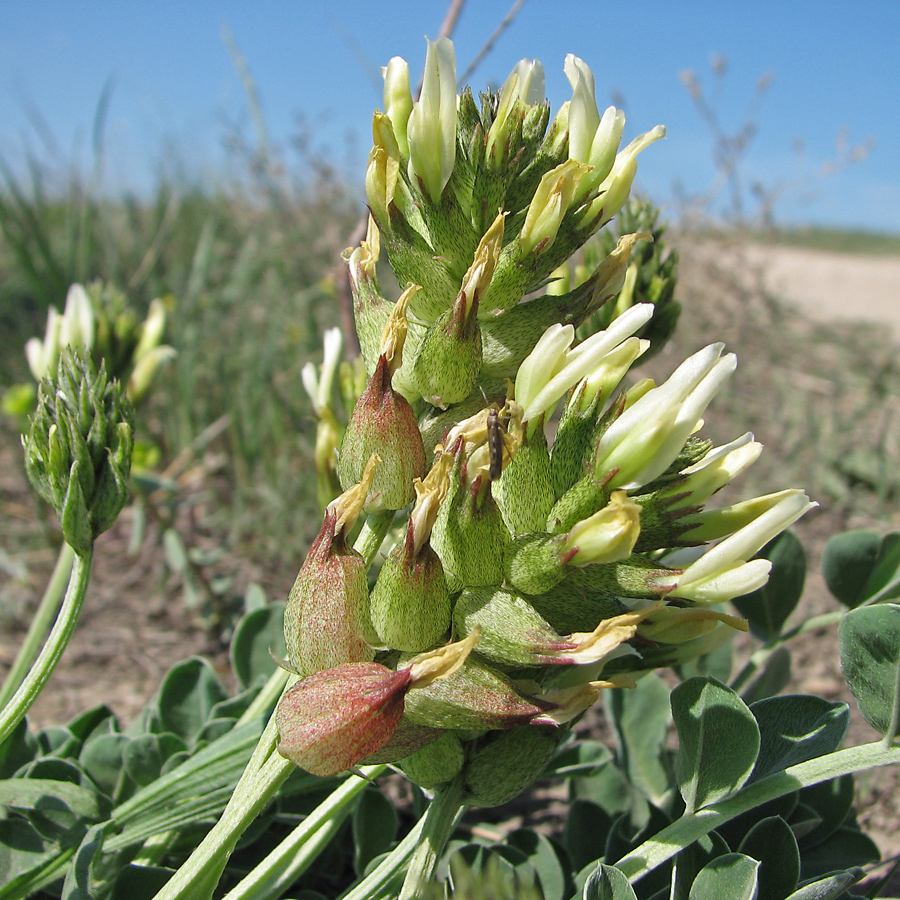 Image of Astragalus calycinus specimen.