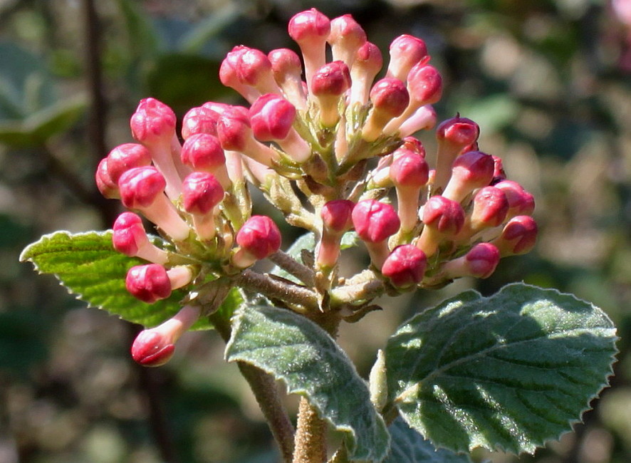 Изображение особи Viburnum carlesii.