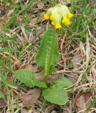 Primula veris