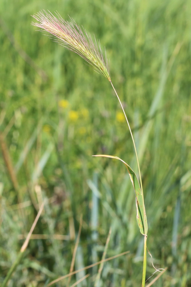 Изображение особи Hordeum leporinum.