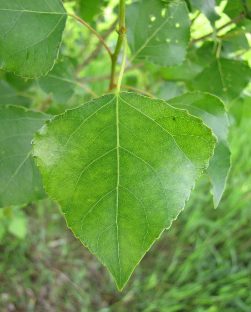 Image of Populus italica specimen.