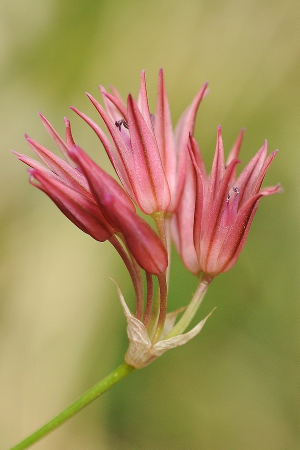 Image of Allium inconspicuum specimen.