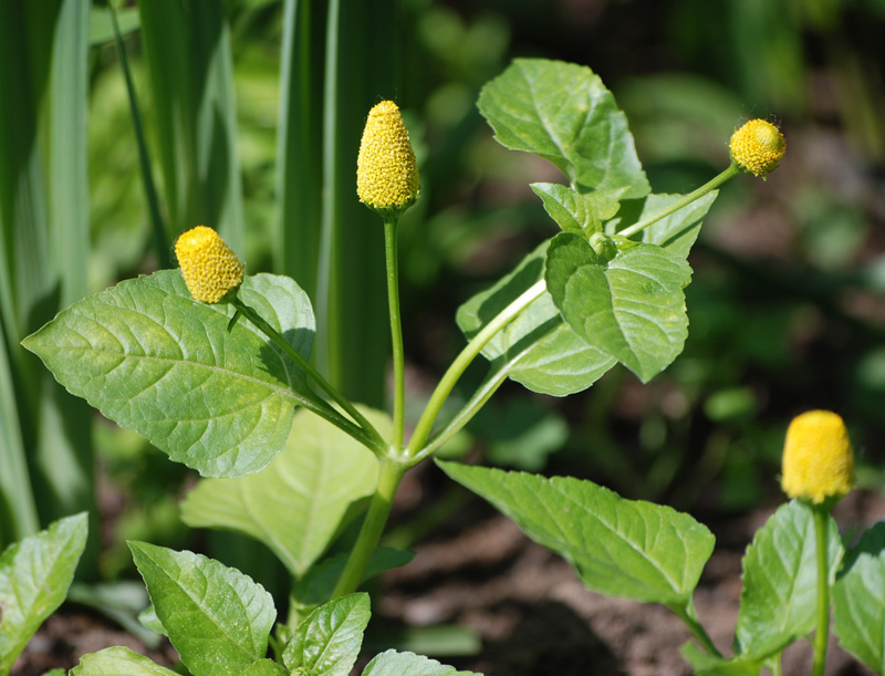 Изображение особи Acmella oleracea.