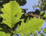 Quercus petraea