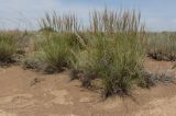 Stipa caucasica