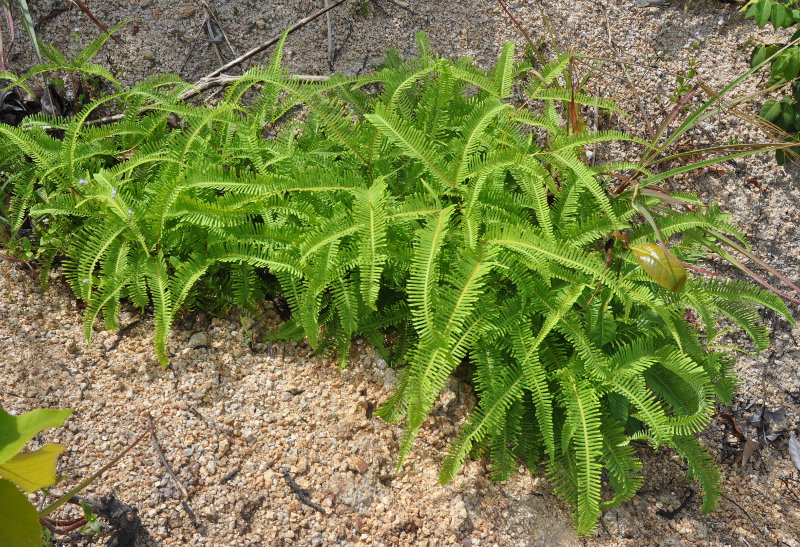 Изображение особи Dicranopteris linearis.