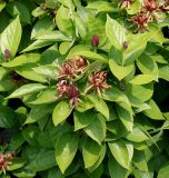 genus Calycanthus